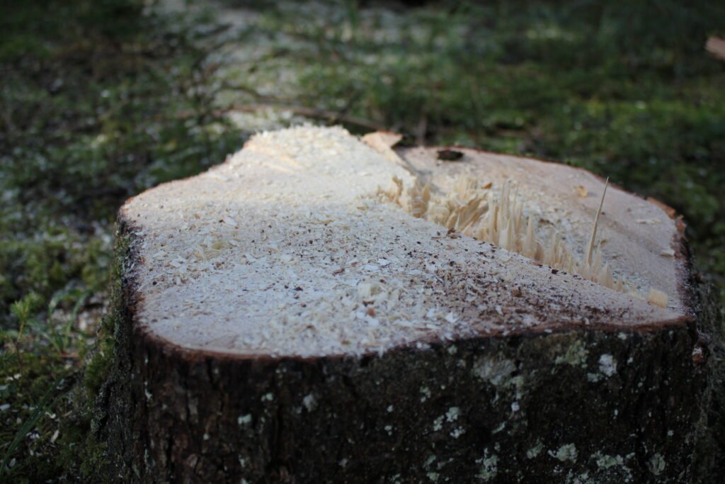 Problembaumfällung Tirol