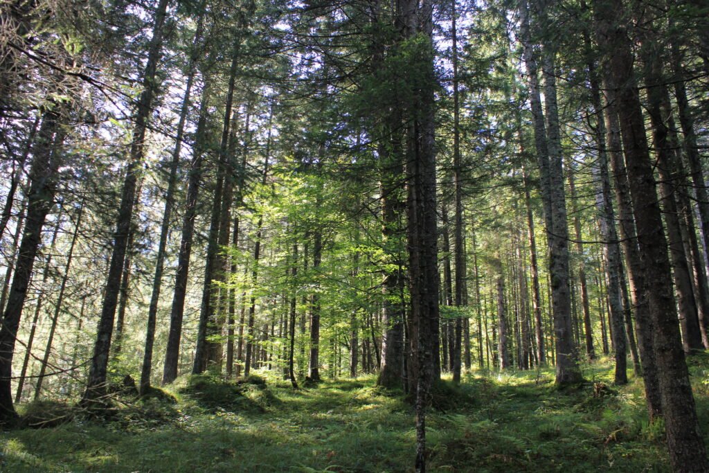 Waldpflege Schwaz - Tirol